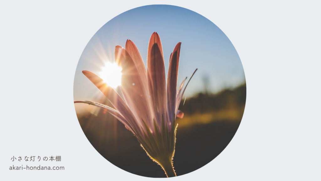 3日目、変化が起きたの章。花びらの隙間から夕陽が見えている画像。